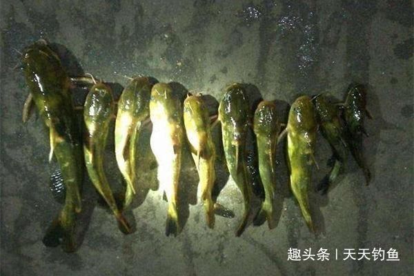 夏天串钩夜钓黄颡鱼技巧，最简单有效的钓法，收获更有保证