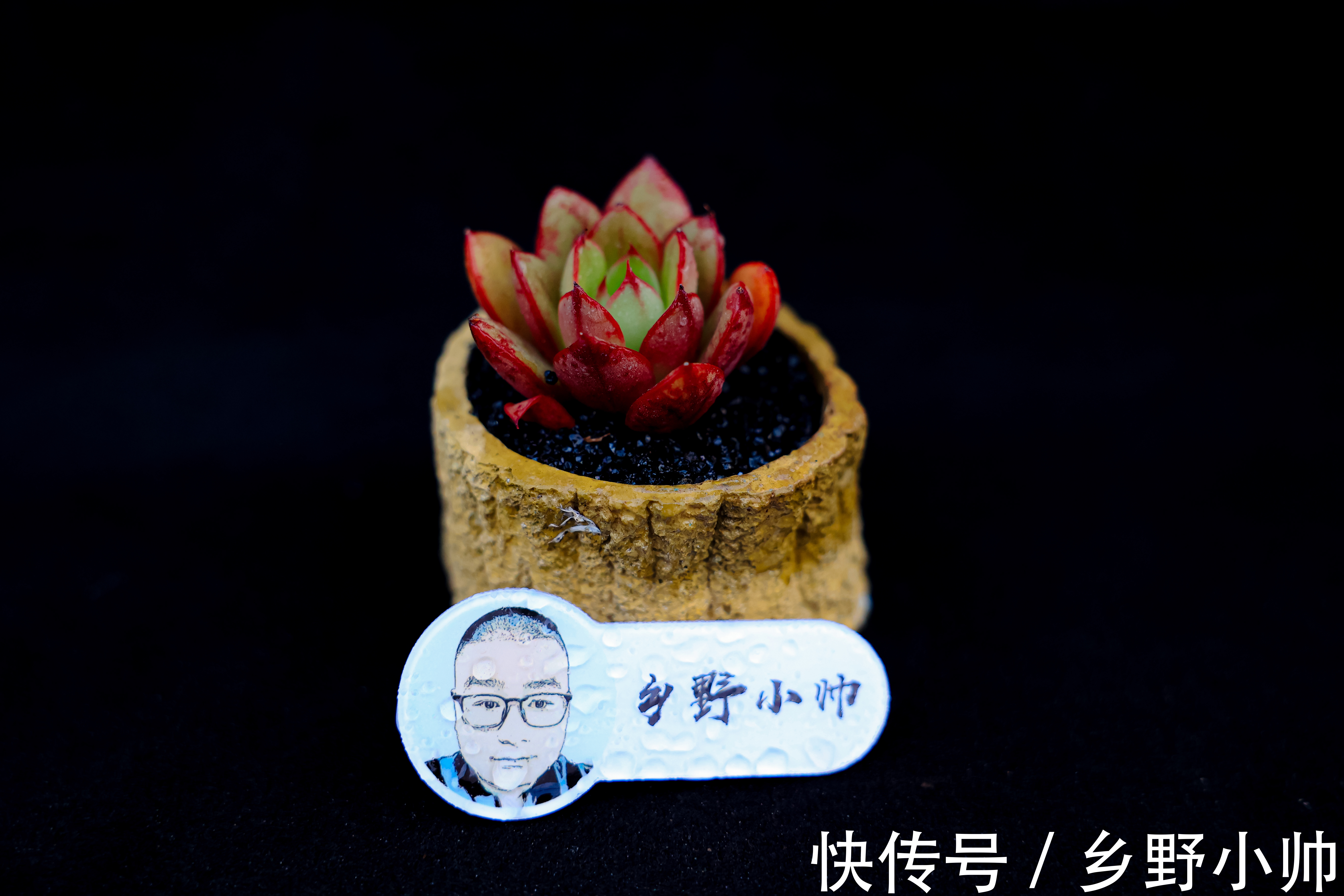 新手养肉问题多,多肉服盆后叶片发皱是什么原因?小帅细心解答