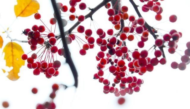 冬日|冬日海棠果!