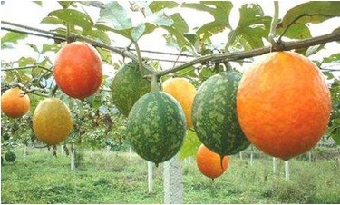 瓜蒌子|冬天女性多吃此物,护肤养颜,减少皱纹,保护视力,谁吃谁受益