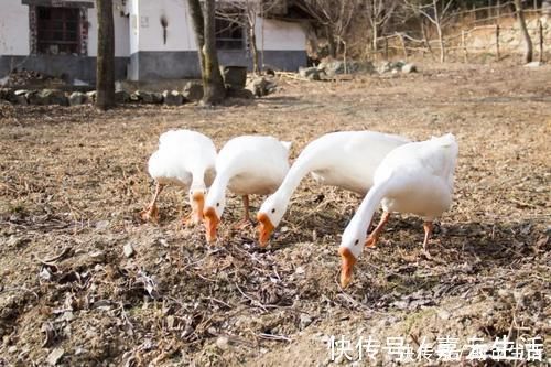 熟悉的味道|再访秦岭岭沟，四年过去了，竹林中的这户人家，变化之处令人感慨