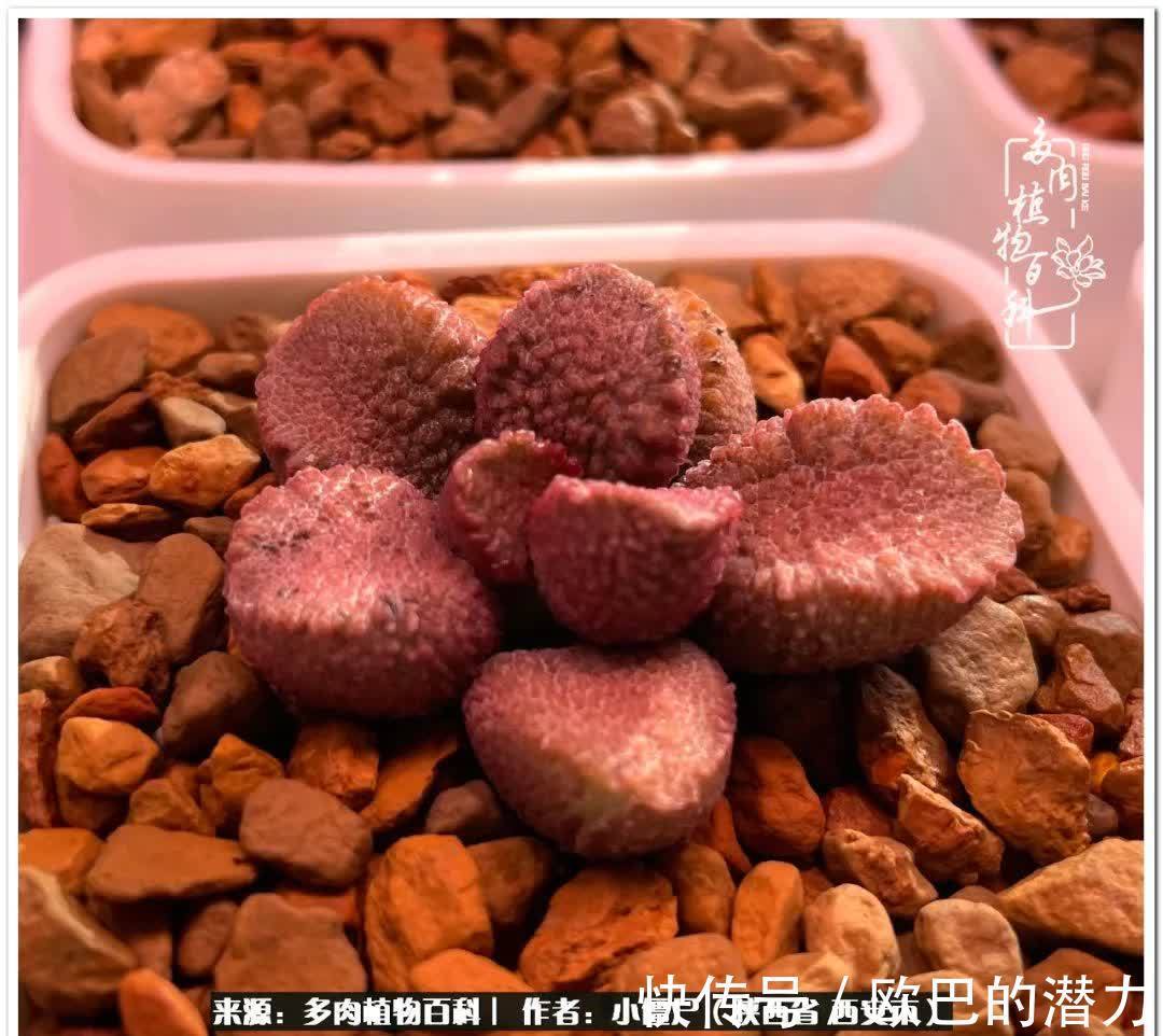 从景天到水泡和肉锥,那些年阳台种植多肉的历程!