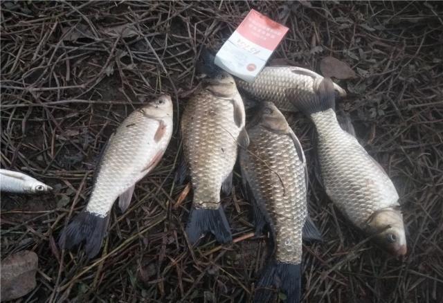 黄豆粉钓鲫鱼有奇效,再配上酒米做窝料,夏季钓鲫鱼的黄金搭档