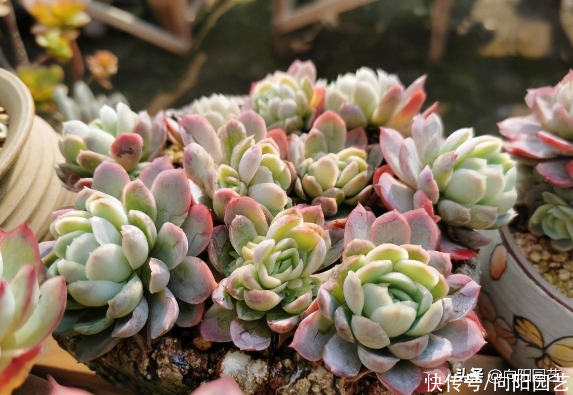 叶子褶皱|夏天的多肉,该怎么浇水?叶子都褶皱了!适当淋雨,不浇水最好