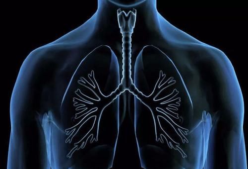 肺部|8月下旬是养肺黄金期,医生:2种食物存储冰箱,或助于消散肺结节