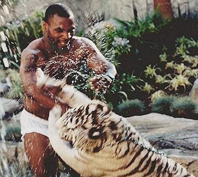 泰森|武松真能打虎泰森自传透露,曾险些被2岁老虎拍晕,后低价卖出