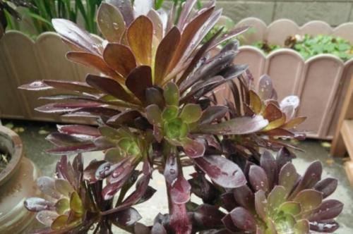 多肉黑法师能在卧室养吗？当然不行，它甚至都不适合放在室内养护