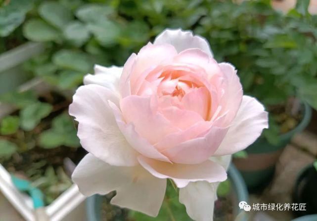 遮阴网|月季花的叶片发黄脱落，嫩芽没焦枯，枝条也没问题，想知道原因