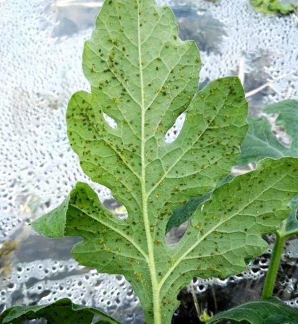 害虫|养花防治病虫害:先弄懂怎么招来的,保管能轻松“对症下药”