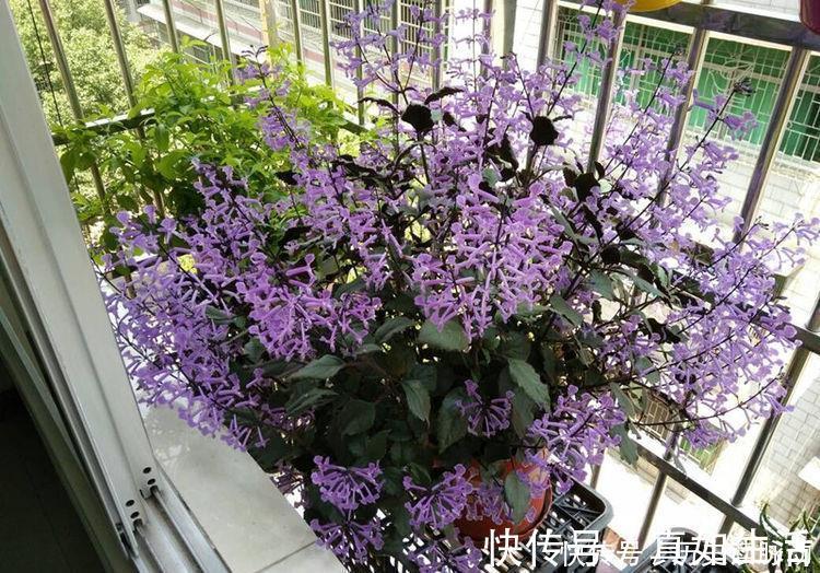 3种花漂亮又芳香，多季开花，很值得栽培