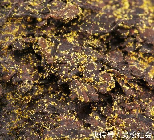 血管|李时珍称它为“金不换”,每天吃一点,血管干净了,血脂也降下来