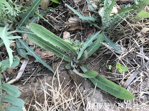 除草劑|一種苦味野菜，長得像蒲公英，60年代一挖一麻袋，你吃過嗎？