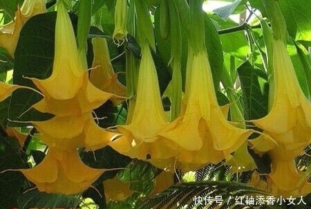 供奉佛菩萨:应该必须知道的“十二种圣花”