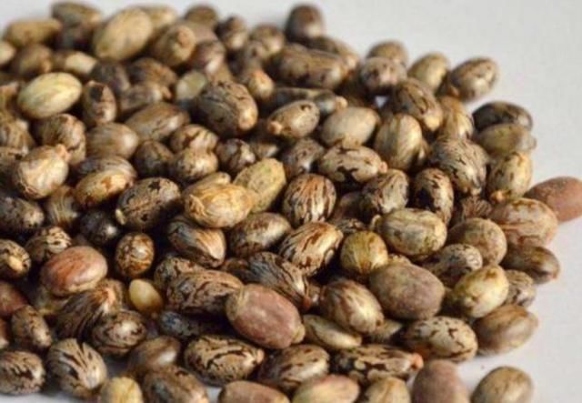 农村随处可见的蓖麻,竟然做成了生化武器,而且原理很简单