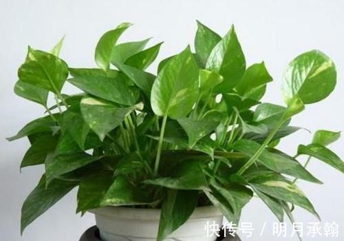 绿萝|闲置塑料袋,冬天拿来养花作用真不小,既能环保又能省钱