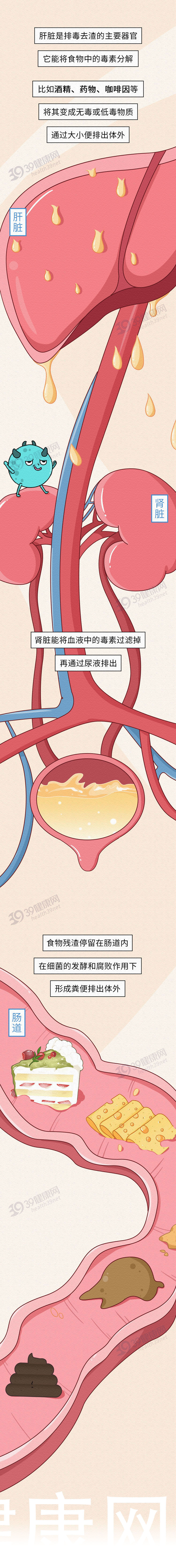 药材|中医2个药材，有效补气排毒，“体毒”没了，便秘等症状就缓解了