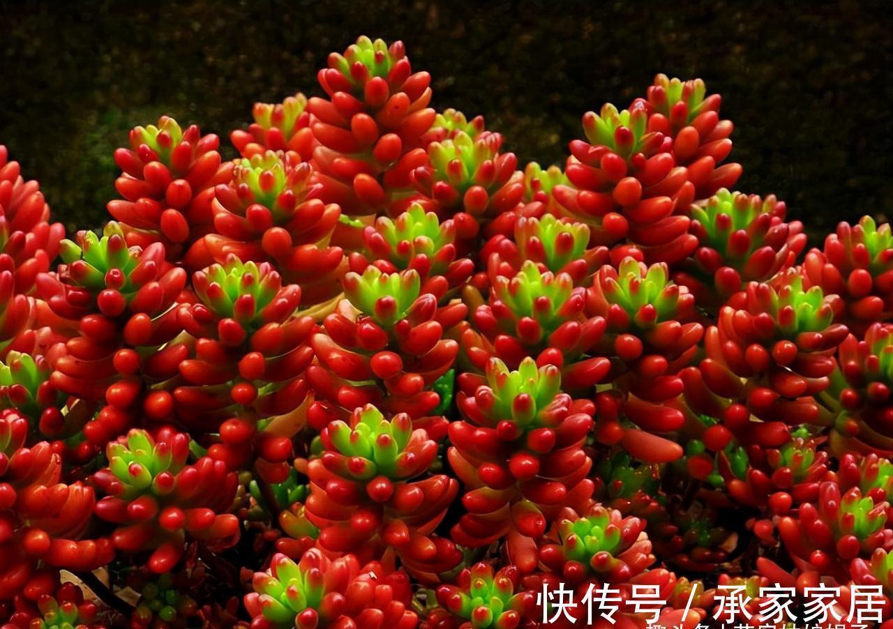 给多肉植物上盆，牢记这5个方面，服盆快，后期也好养一些