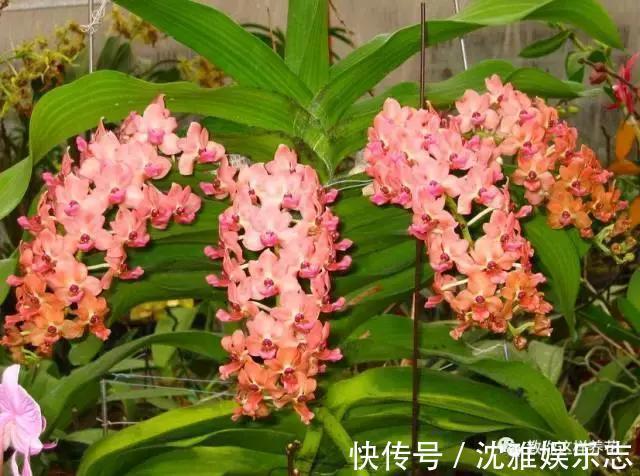 狐尾兰|4种“兰花”好养还爱开花,一开就是“花瀑布”,惊艳!