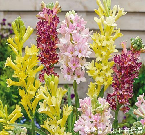 大众花卉|3种“漂亮花”,香气浓郁,大牌香水的“原料”,又香又美又值钱