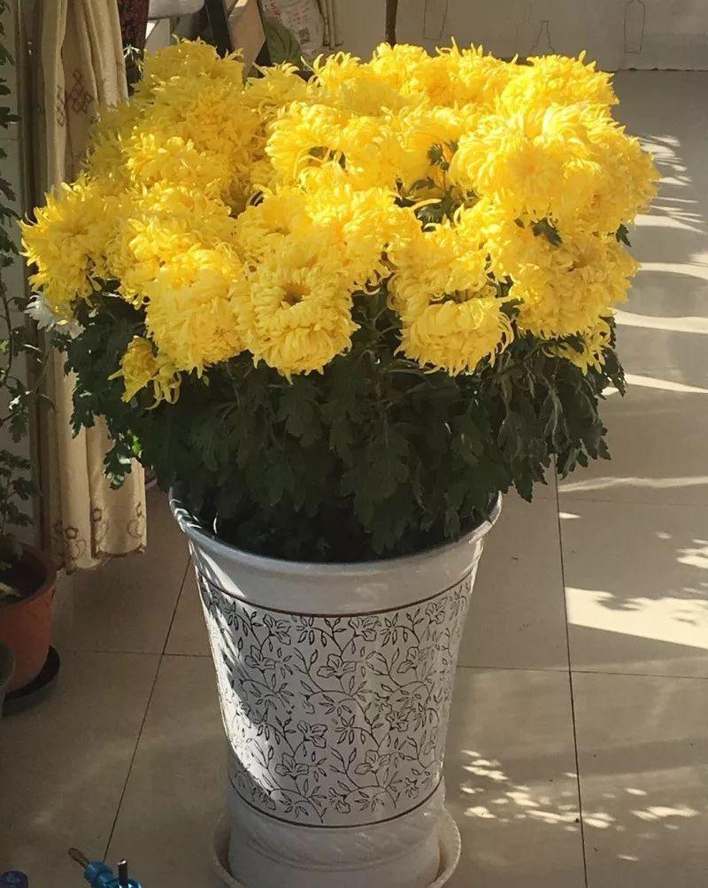 入冬后,这些花别折腾,越折腾越死