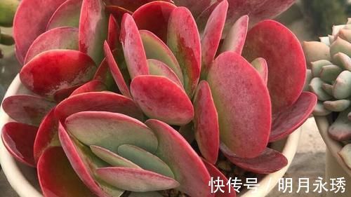 阳台党|这6款多肉被花友捧得很高,其实并不适合阳台党,尤其是最后两种