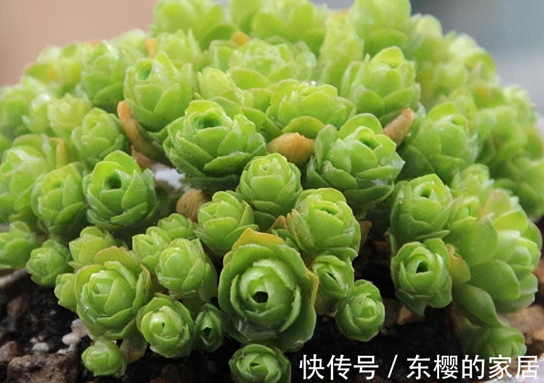 夏天|张大哥养肉10多年,总结出4个“耐热品种”,肉迷都喜欢