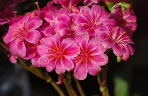 新手|新手养护花卉,就养沾水就爆盆的花卉,枝繁叶茂,花期还很长!