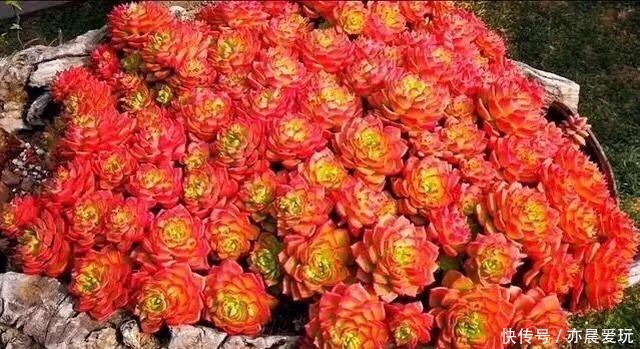 普货|公认漂亮好养的10种普货多肉,紫乐上榜桃蛋失冠,排在第一竟是它