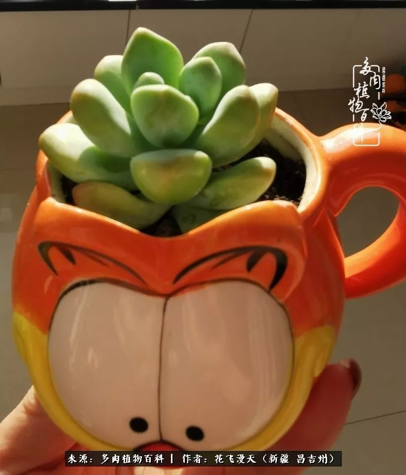 对多肉是发自内心的喜欢,心甘情愿被它们俘虏!