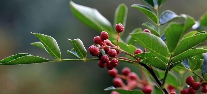 花椒和此物一起煮，湿气没了，大肚子没了，不想每天疲惫不堪试试