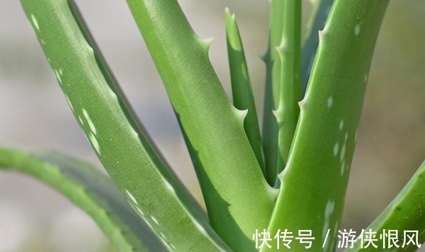 芦荟的日常养护