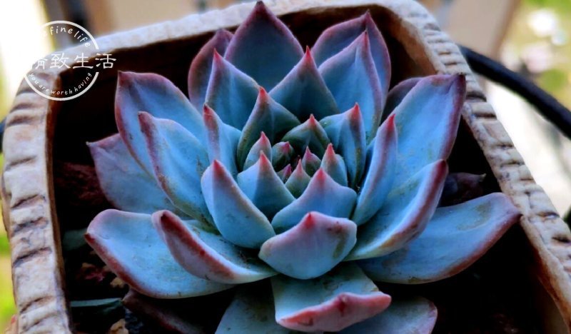 缺水|多肉植物什么时候浇水,看这3处精准判断,四季适用,全国通用