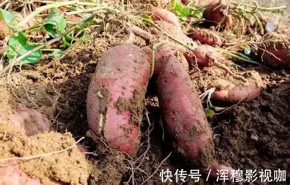 食物药|长寿第一汤、第一肉、第一粮,第一果,你都知道吗