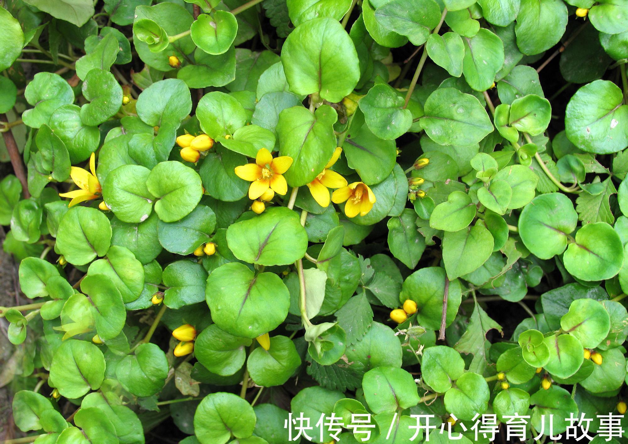 蛇毒|报春花中的一种,治结石、解蛇毒,疗烫伤,农民都见过但却不知道