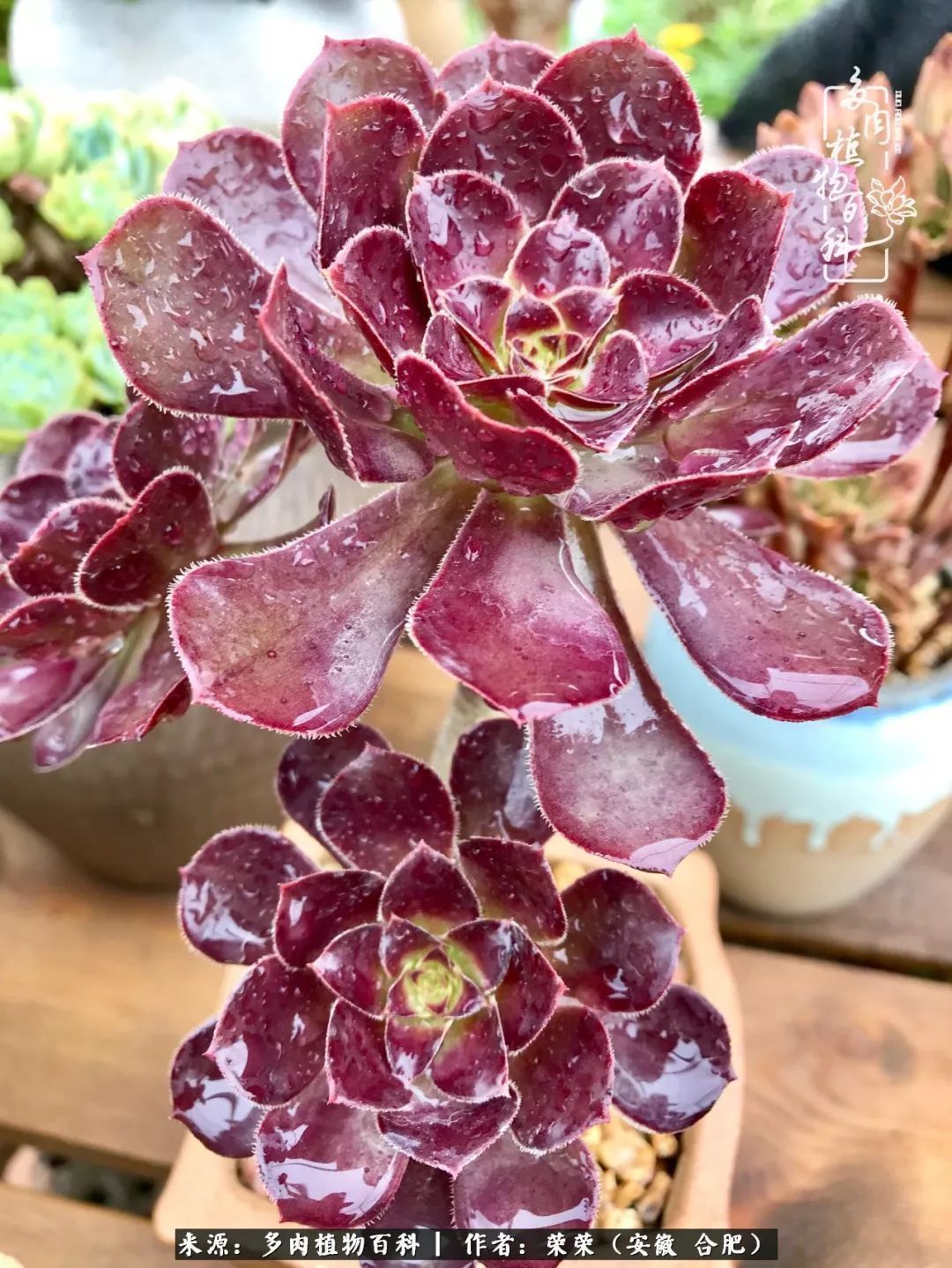 初秋时节,度夏后的多肉陆续回归!偷偷上了一层淡妆!