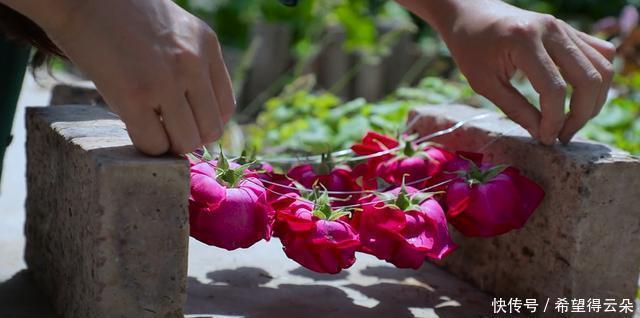 藕粉|李子柒还原坚果藕粉制作过程,从荷塘采藕开始