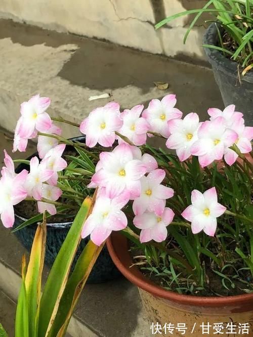 鲜艳|一年生一窝的5种花,越养越多,养它们不花钱还能赚钱!