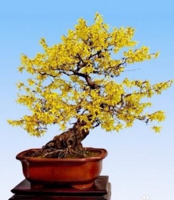 连翘盆景的鉴赏与造型制作，倾囊相授，值得珍藏