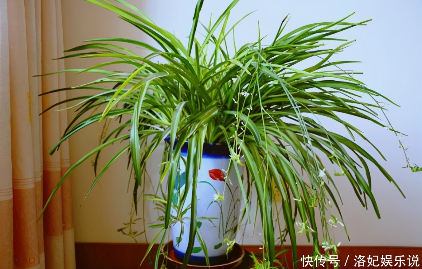 人养花,花也养人,4种花是空气卫士,养在家里一级棒