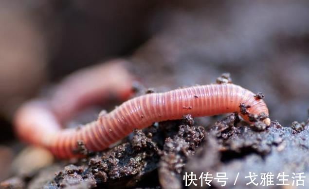 垂钓|钓鲫鱼什么时候用蚯蚓？什么时候用商品饵？看好了，以后别再纠结