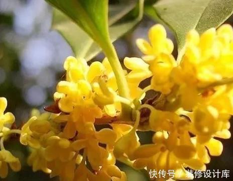 养花浇水时掺上它,虫子一个不留,省钱省事轻松开爆满盆