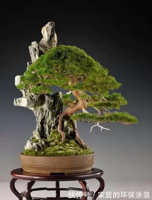漂亮|漂亮的附石盆景，令人爱不忍释