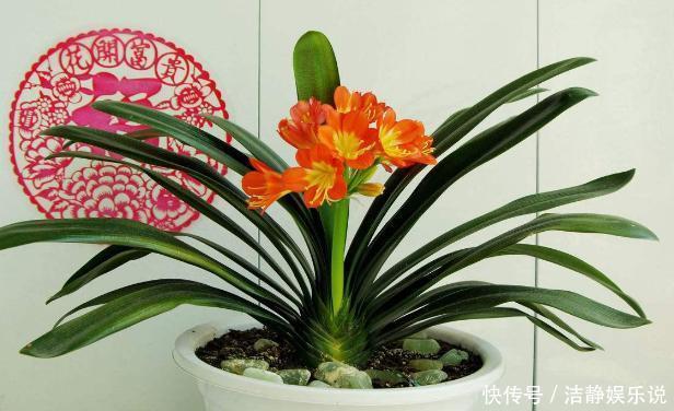 鸡蛋|鸡蛋全身是宝将它们分开用作养花,可让盆栽枝繁叶茂、多开花