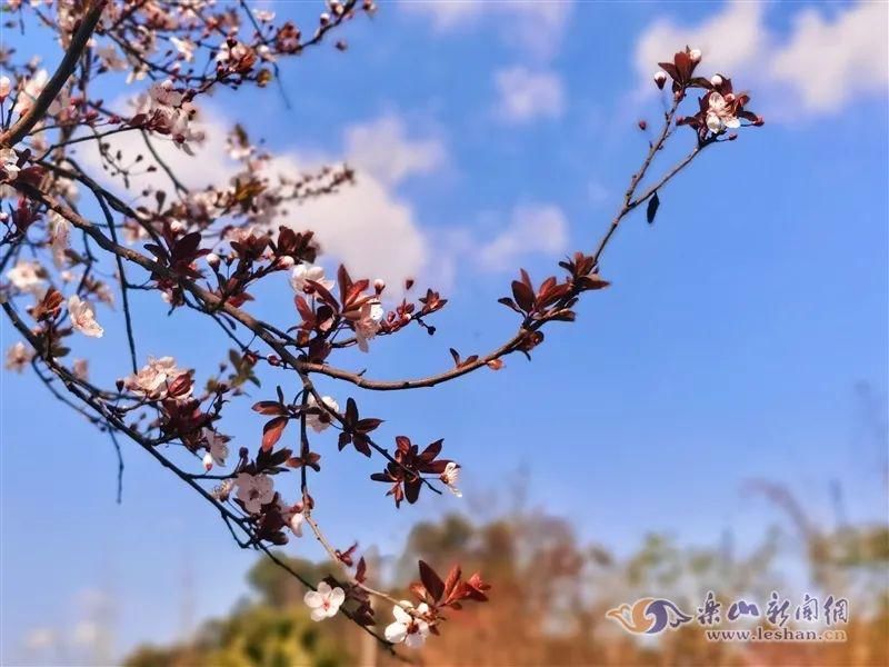 中年|春暖花开！乐山这些街道的紫叶李盛放啦