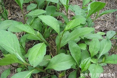 鱼腥草|农村3种野菜,营养又美味,现在很难找到了,你们吃过几种?