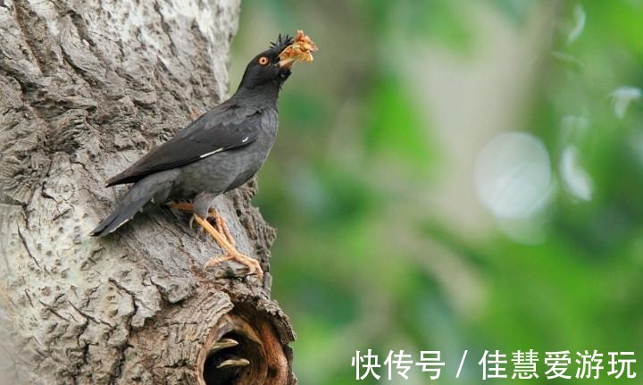 写乎|你读书多, 认认《山海经》中的神鸟异禽