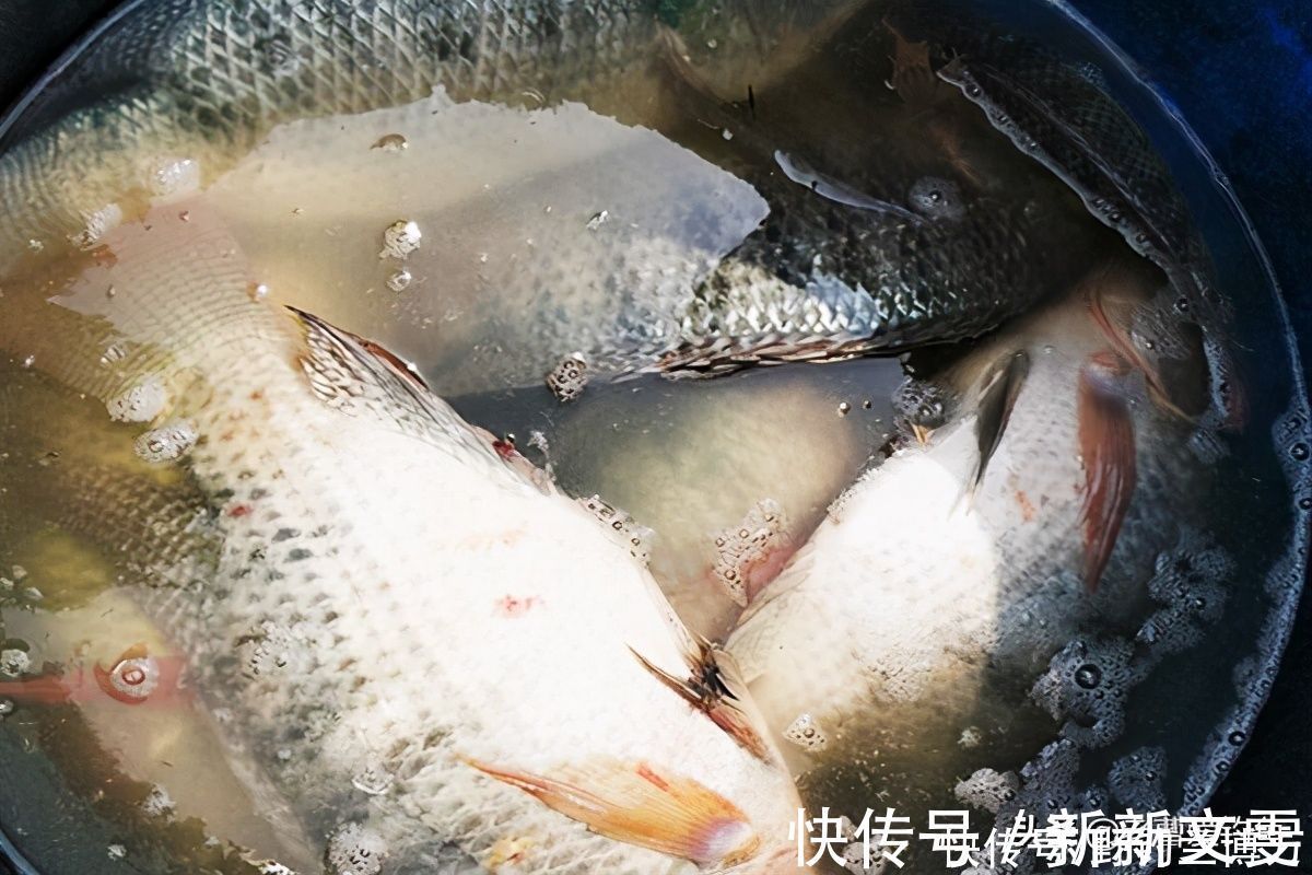 钓具|钓友脑洞大开,鸡肝十三香钓罗非,渔获让他“出人头地”