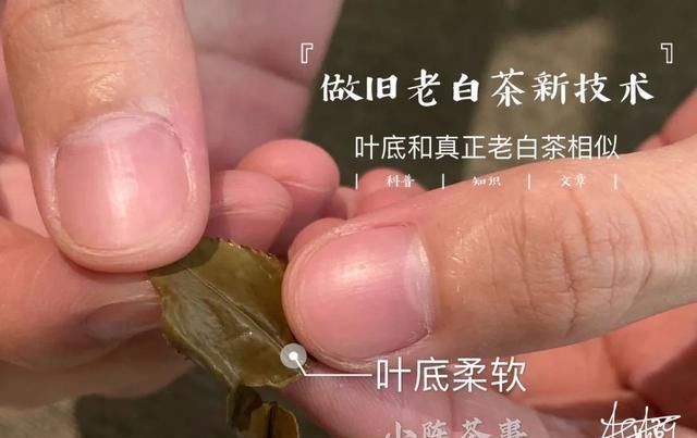 茶友|别单纯看黄叶片了，鉴别做旧老白茶用这个新招术，老茶友们都在用