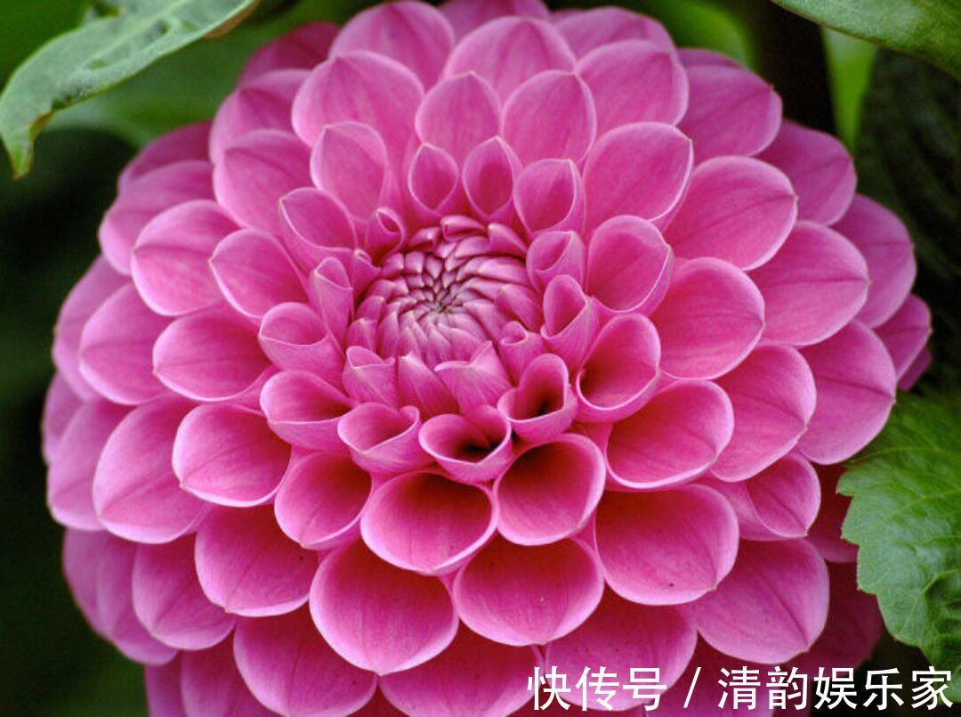 大丽菊|此花名叫“大丽菊”，美丽的不像话，寓意大吉大利，幸福美满