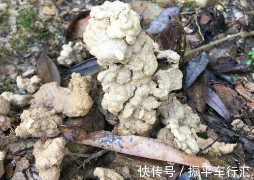 土壤|家里养花,2种东西掺盆里,土壤疏松透气,比淘米水强10倍!